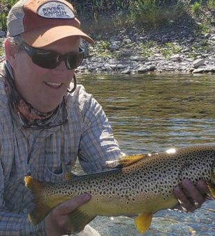 Brown Trout in Wolf Creek, MT